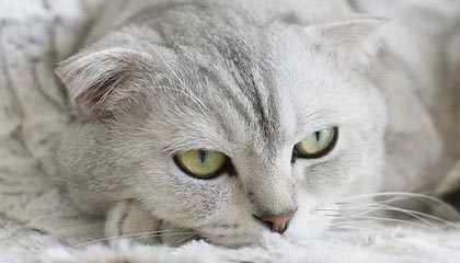 开云esports-伯明翰城取得三分，继续保级之路，伯明翰城市规划